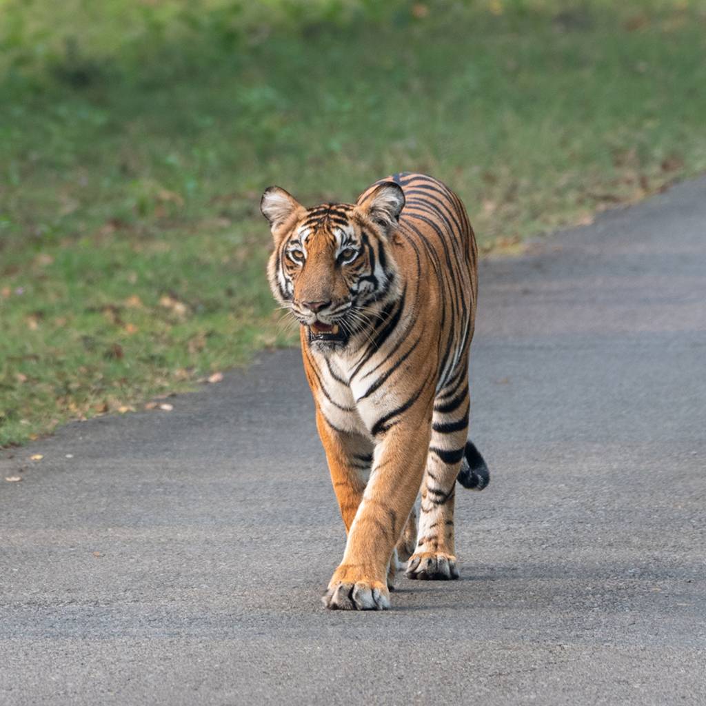 A majestic tiger in Kabini forest during the safari