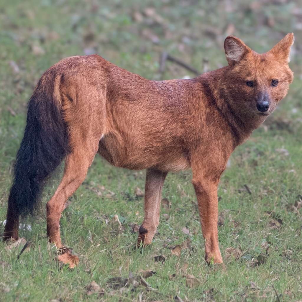 Asiatic Wild Dogs (Dhole) - Kabini