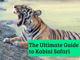 The-Ultimate-Guide-to-Kabini-Safari-Turuhi