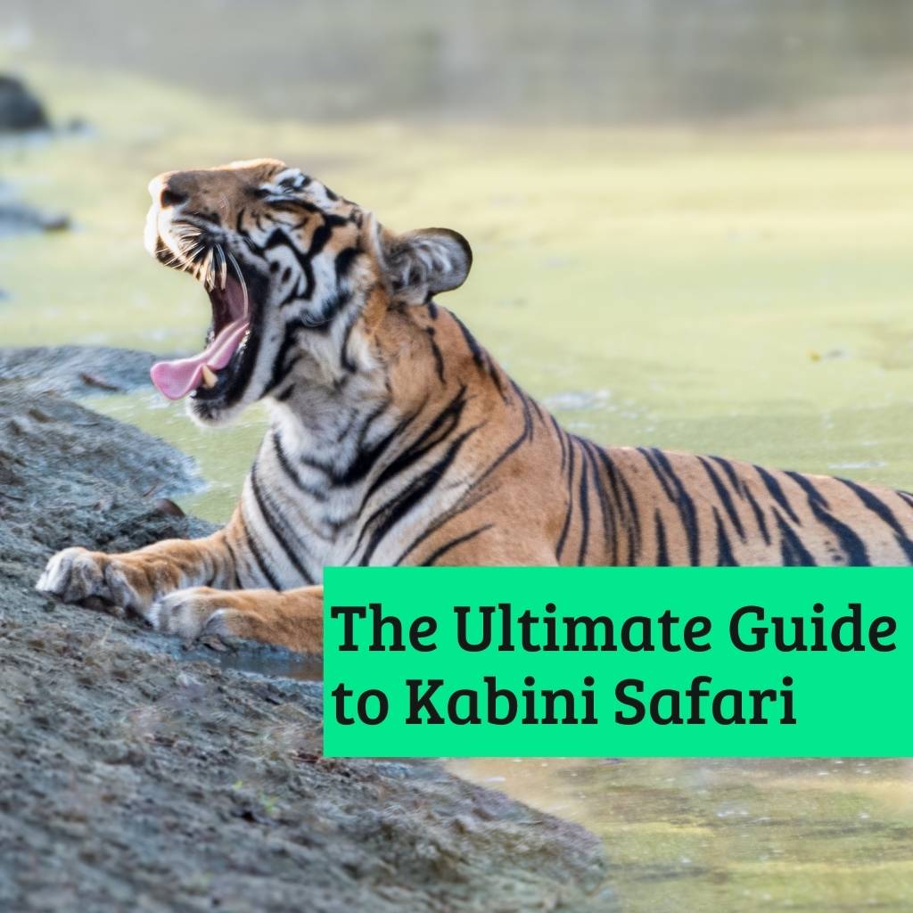The ultimate guide to Kabini Safari