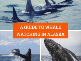 A-Guide-to-Whale-Watching-in-Alaska-Turuhi