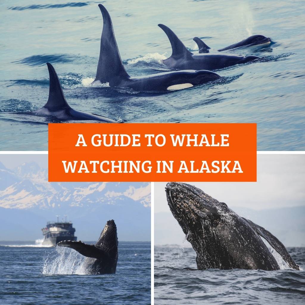 A guide to whale watching in Alaska