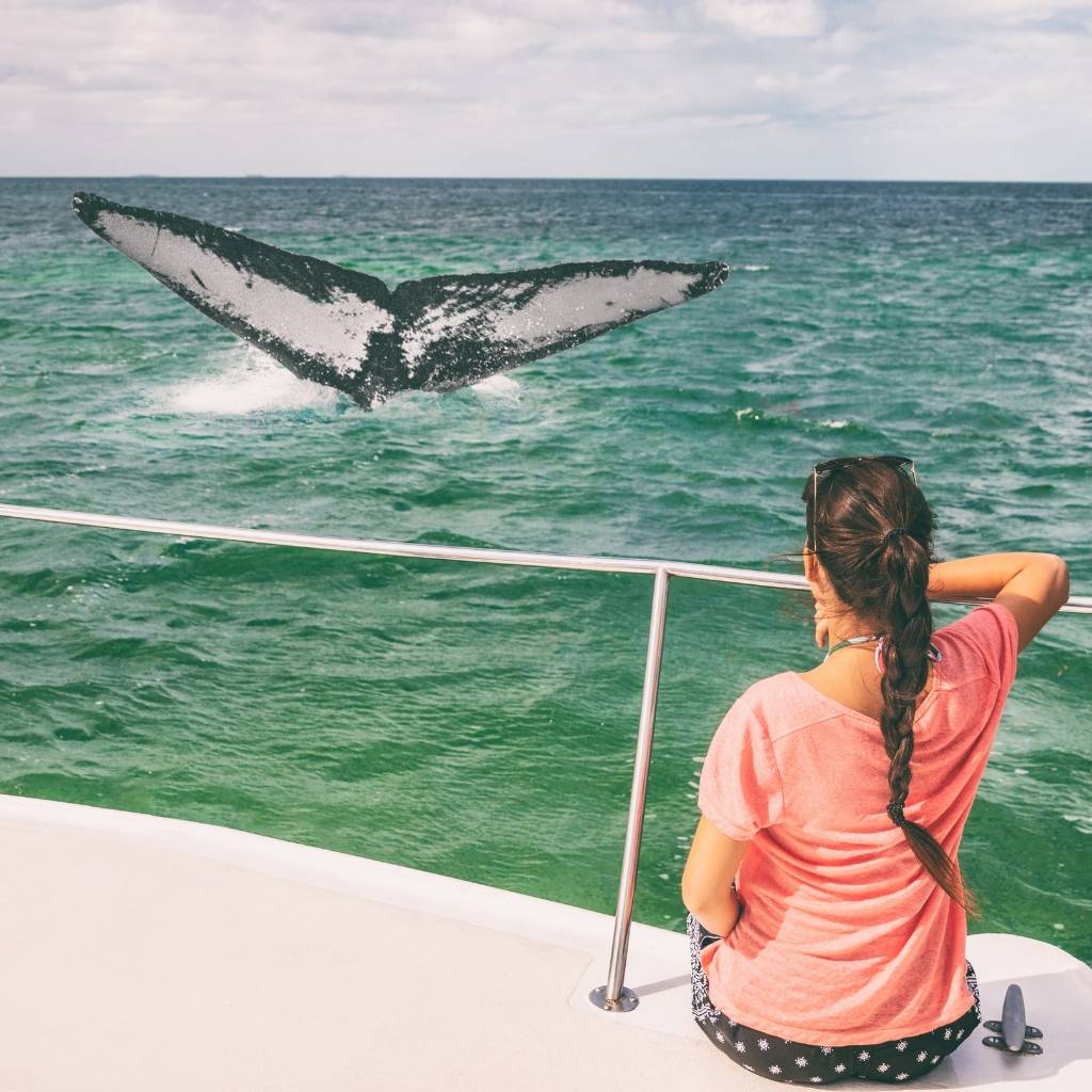 Watching whale while on a tour