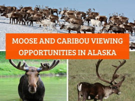 Moose-and-Caribou-Viewing-Opportunities-in-Alaska-Turuhi