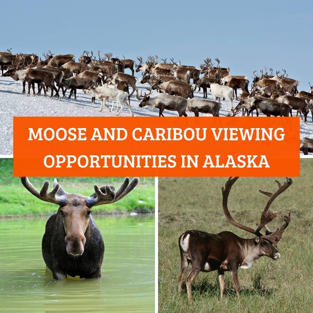 Moose and Caribou Viewing Opportunities in Alaska