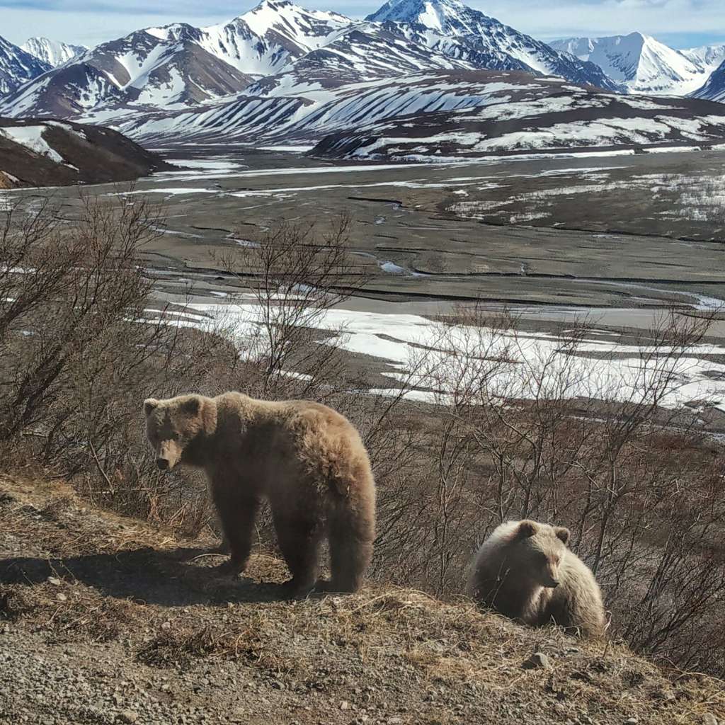 Mama and baby Grizzlies in Denali National Park