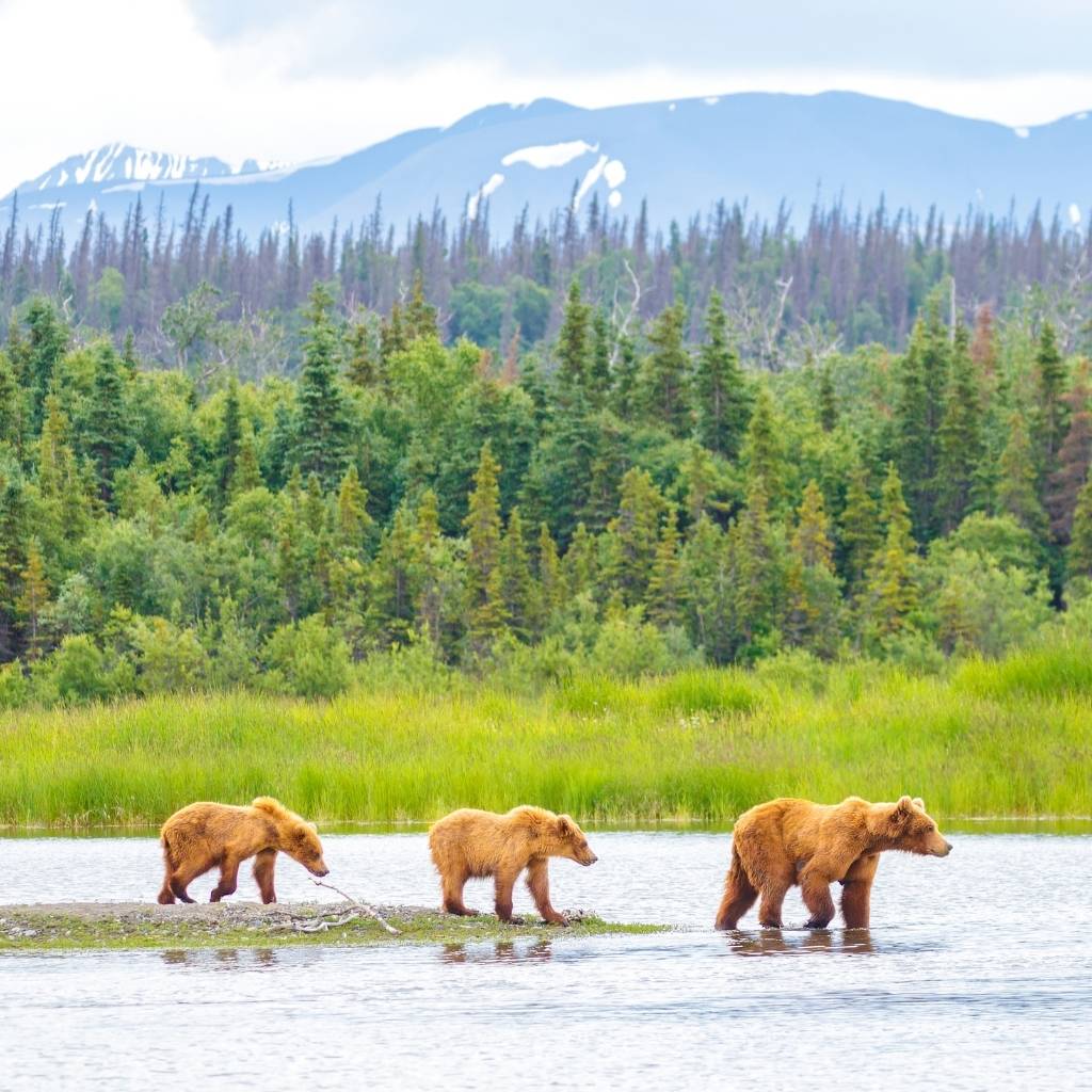 Bears in Katmai National Park is a sight to behold