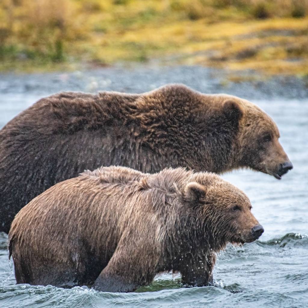 Two brown bears ready for catching Salmon in Katmai National Park in Alaska