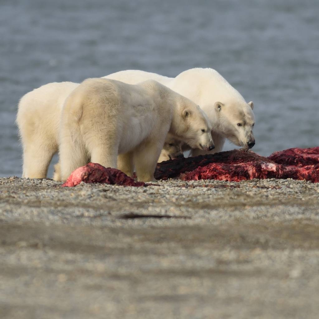 Polar Bears eating bowhead whale meat on the land of Alaska