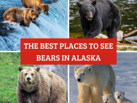 The-Best-Places-to-See-Bears-in-Alaska-Turuhi
