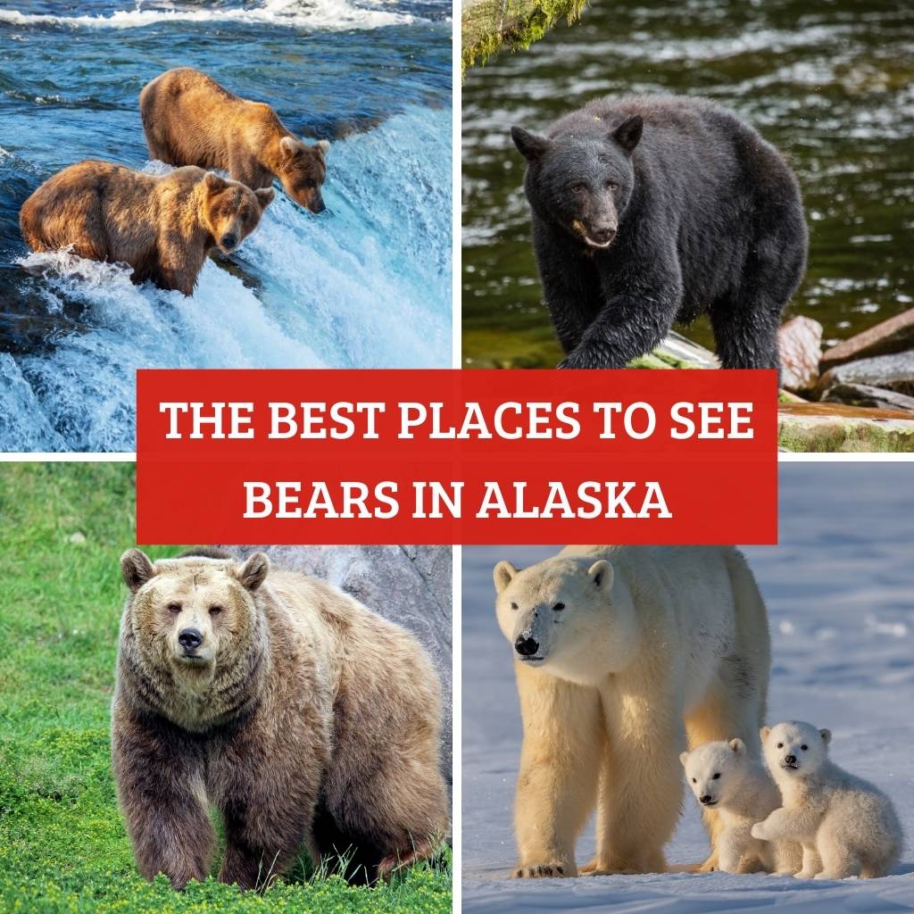 The best places to see bears in Alaska