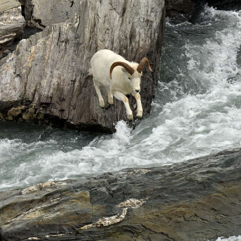 Dall Sheep crossing the river in Chugach State Park in Alaska