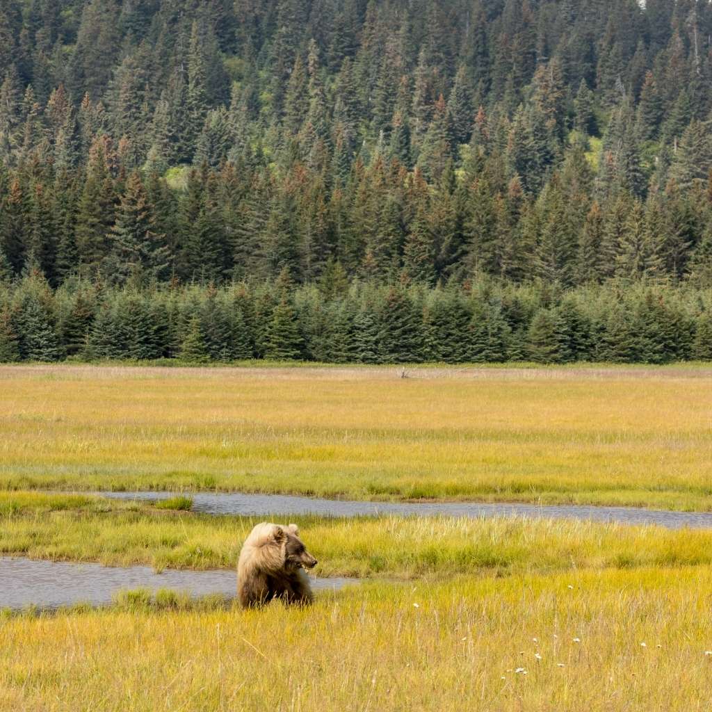 Lone grizzly bear in Lake Clark National Park and Preserve