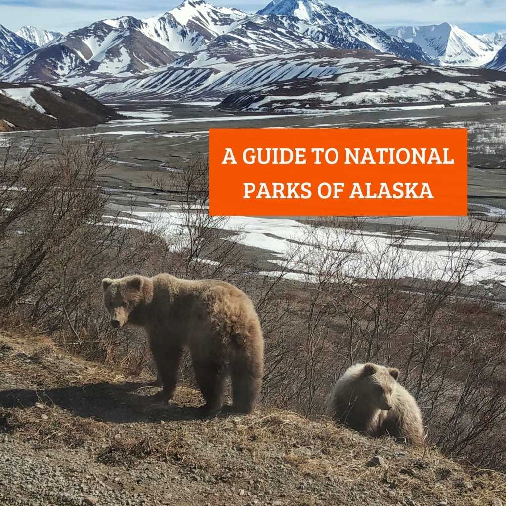 A Guide to National Parks of Alaska - grizzly bears in Denali