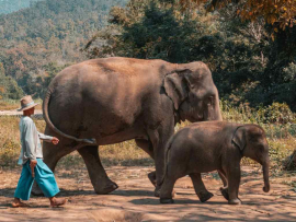 A-Purposeful-Expedition-to-Chiang-Mais-Elephant-Sanctuary-1