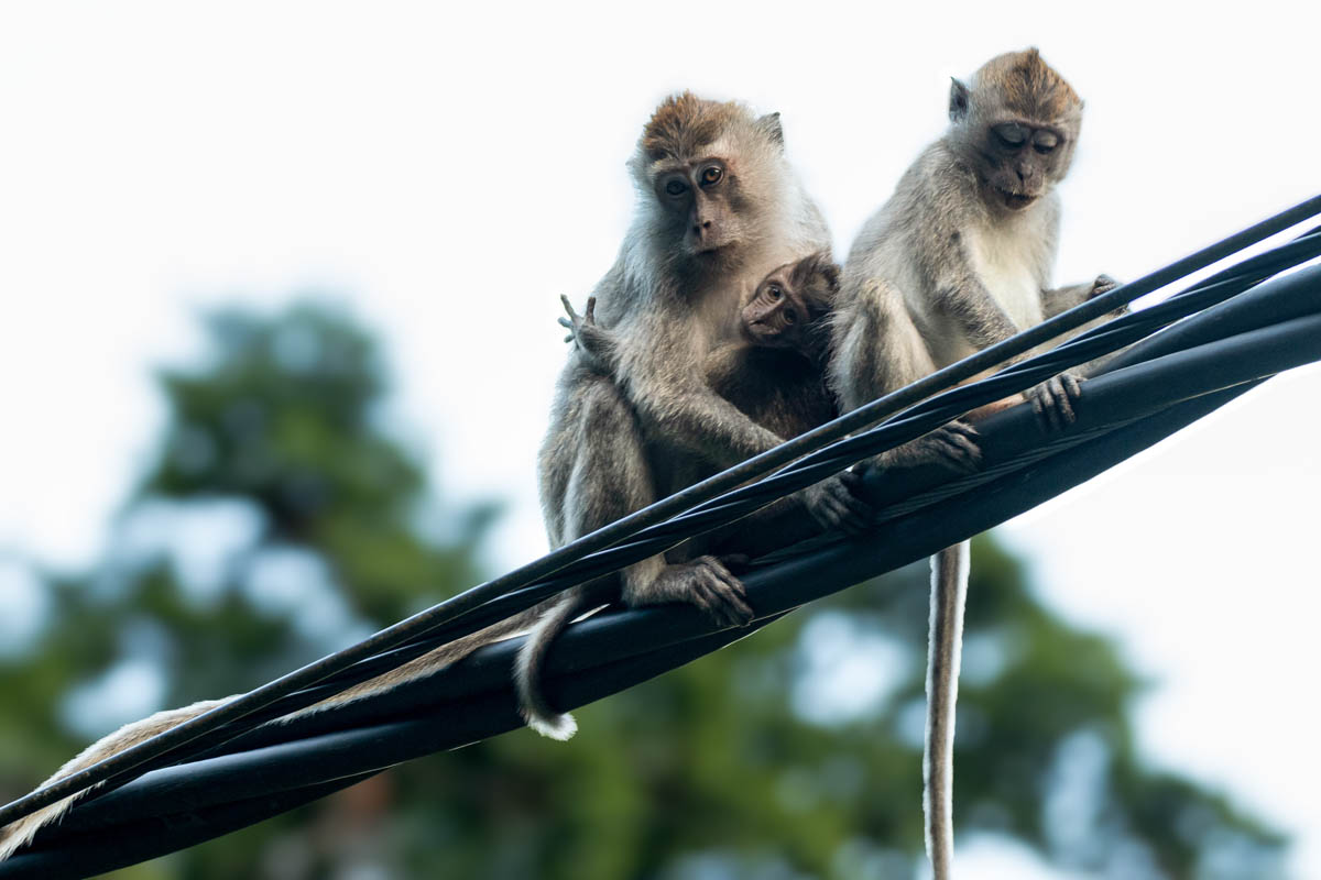 The Long-tailed Macaque, also known as the crab-eating macaque, is a common sight in Langkawi