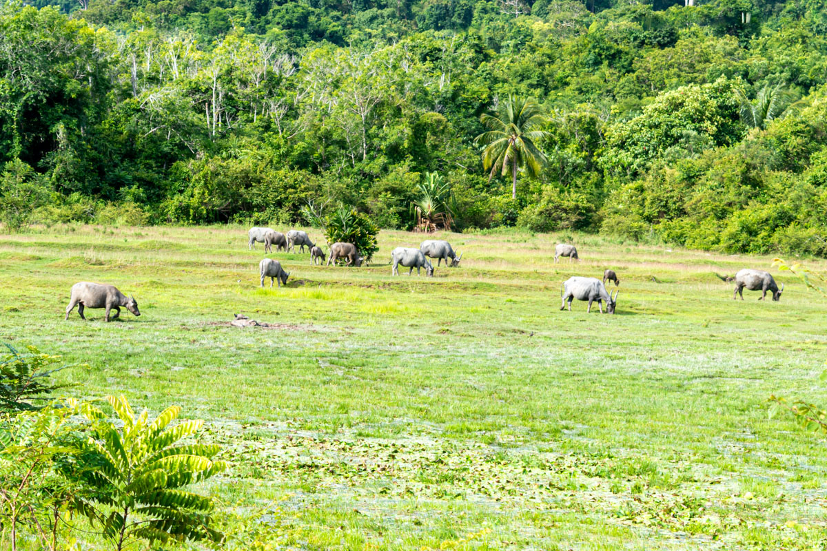 Pulau Tuba is home to a large population of water buffalo