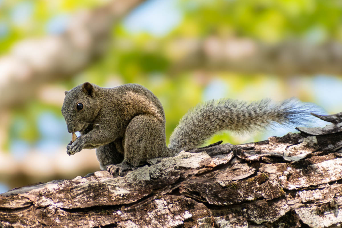 The Grey-bellied Squirrel, characterized by its greyish-brown fur and lighter underside