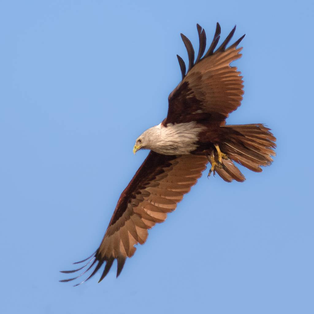 The Brahminy Kite, considered the symbol of Langkawi