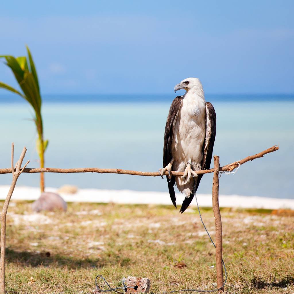 The White-bellied Sea-eagle is a magnificent bird of prey in Langkawi