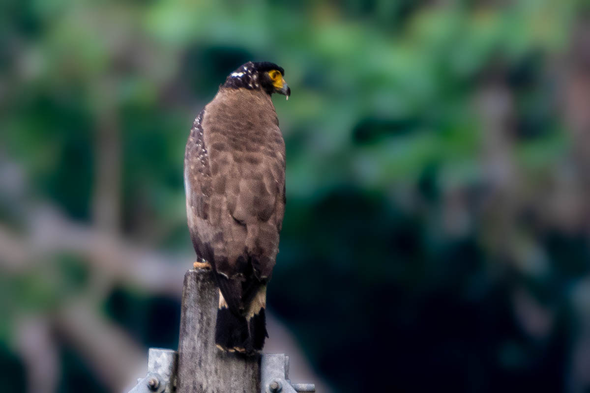 The Crested Serpent-eagle is a notable resident of Langkawi