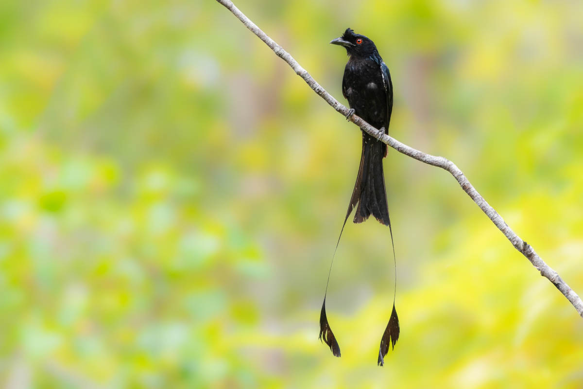 The Greater Racket-tailed Drongo is known for its distinctive elongated tail feathers adorned with rackets