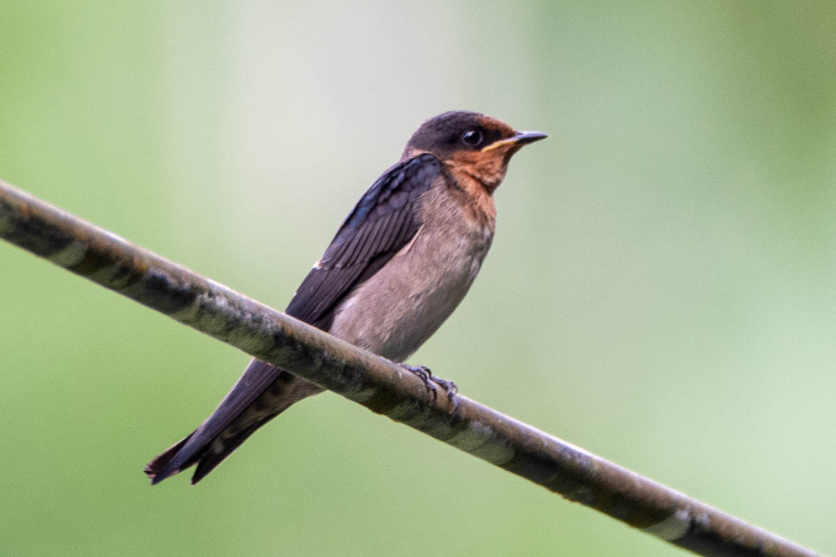 The Pacific Swallow is a graceful bird commonly found in Langkawi