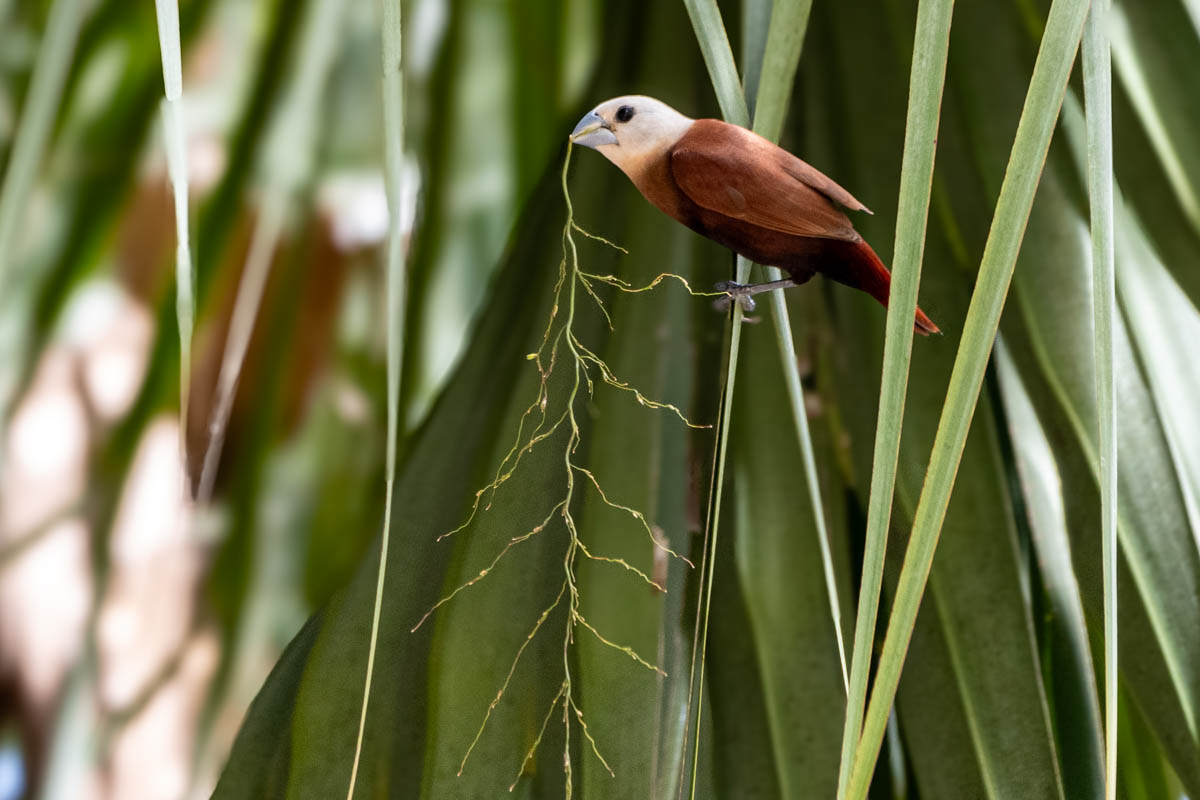 The White-headed Munia, a small but striking bird, stands out with its white head contrasting against a dark body