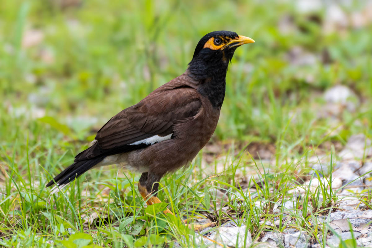 The Common Myna is a ubiquitous bird in Langkawi