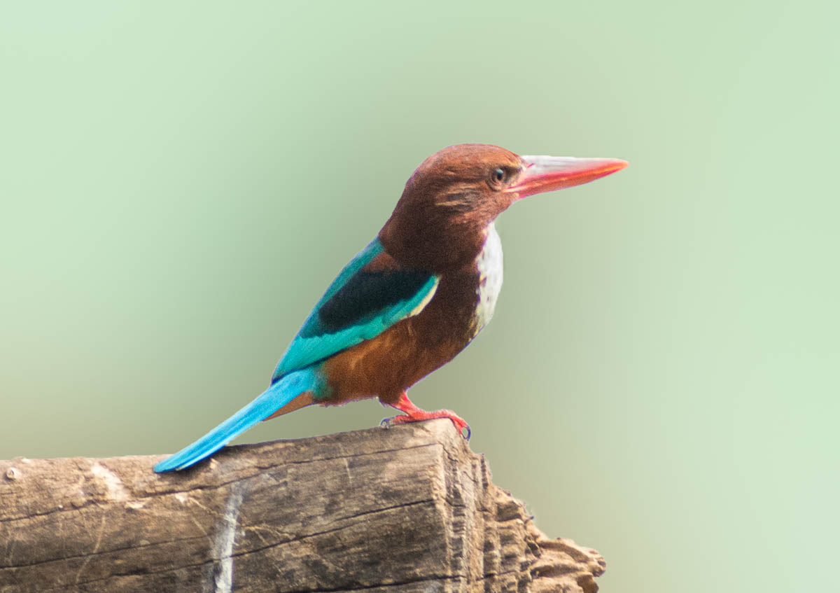 The White-throated Kingfisher is characterized by its vibrant blue and chestnut plumage and distinctive white throat