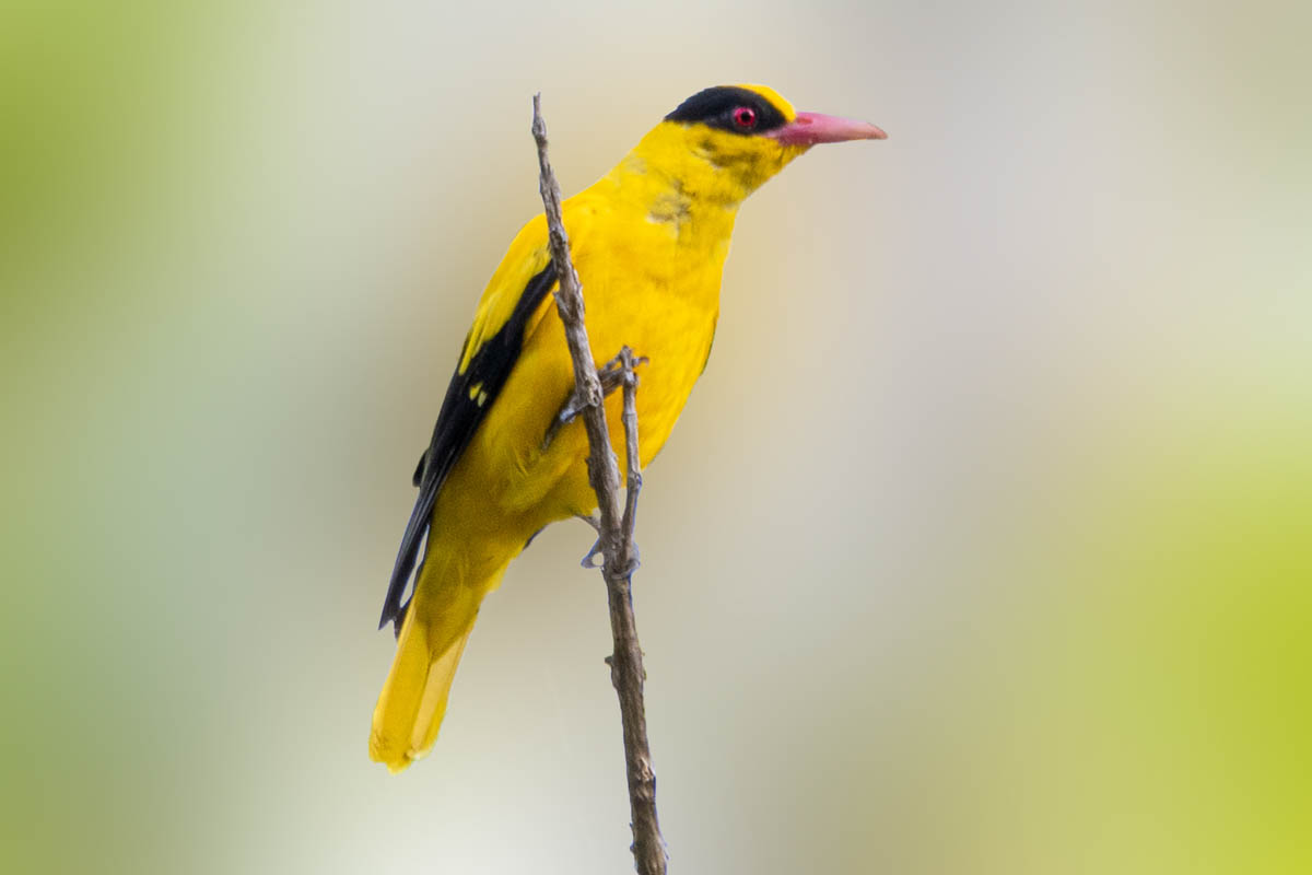 The Black-naped Oriole is a colorful bird frequently spotted in Langkawi