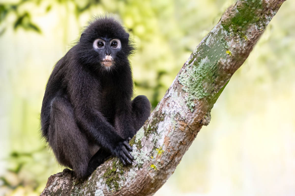 The Dusky Leaf Langur, also known as the Spectacled Langur, is a captivating primate in Langkawi