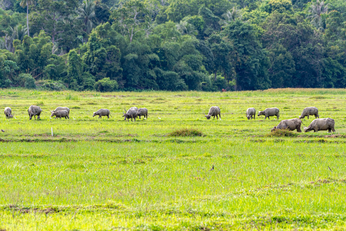 Herd of water buffalo in Langkawi