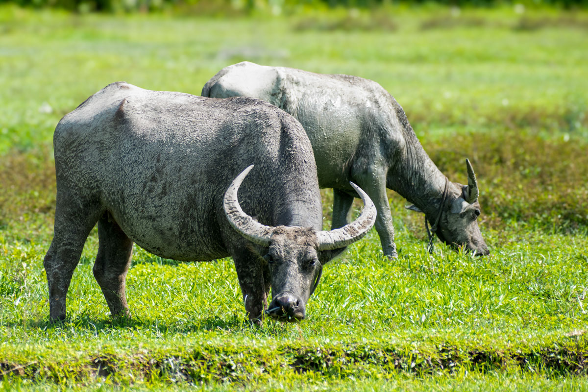 Water Buffaloes are abundant in Langkawi