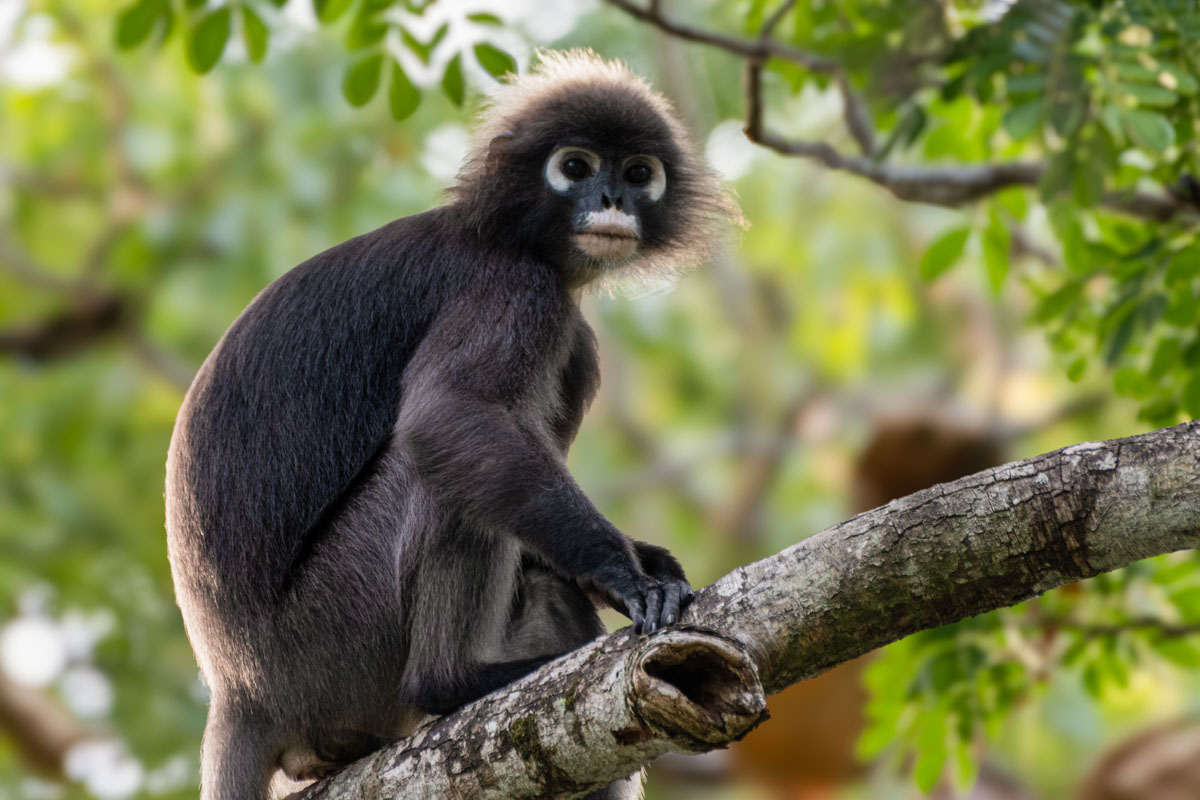 Because they look like they are wearing glasses, the Dusky Leaf Monkeys are also called the Spectacled Monkeys