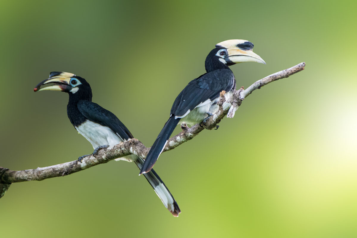 A pair of Oriental Pied Hornbills perched on a tree on Pulau Tuba