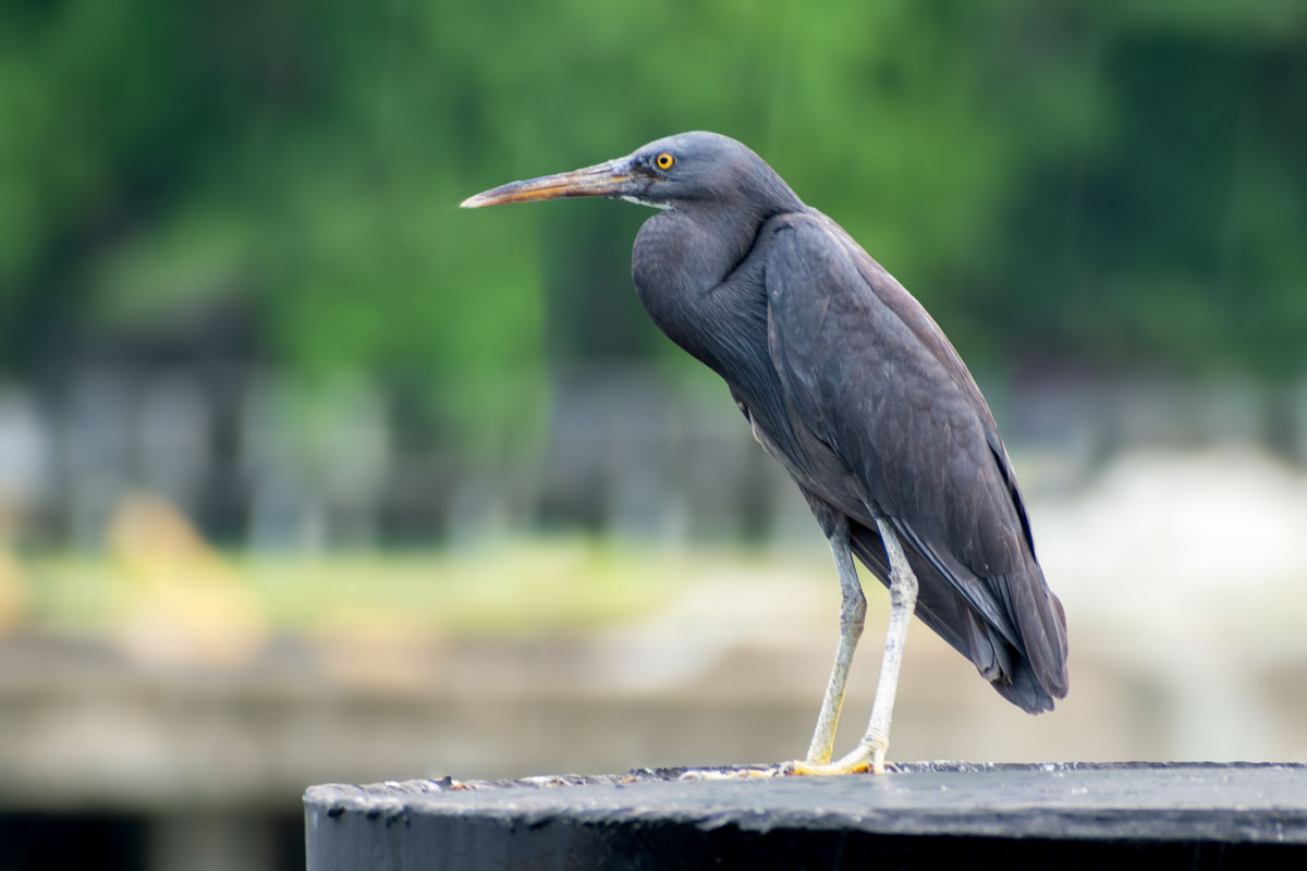 A Pacific Reef Heron posing at Pulau Tuba jetty