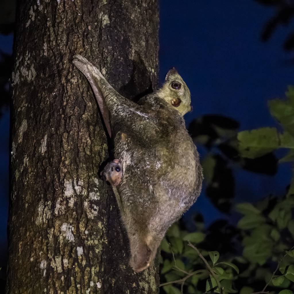 The Flying Lemur, also known as Colugo, is a fascinating creature that neither flies nor is a true lemur