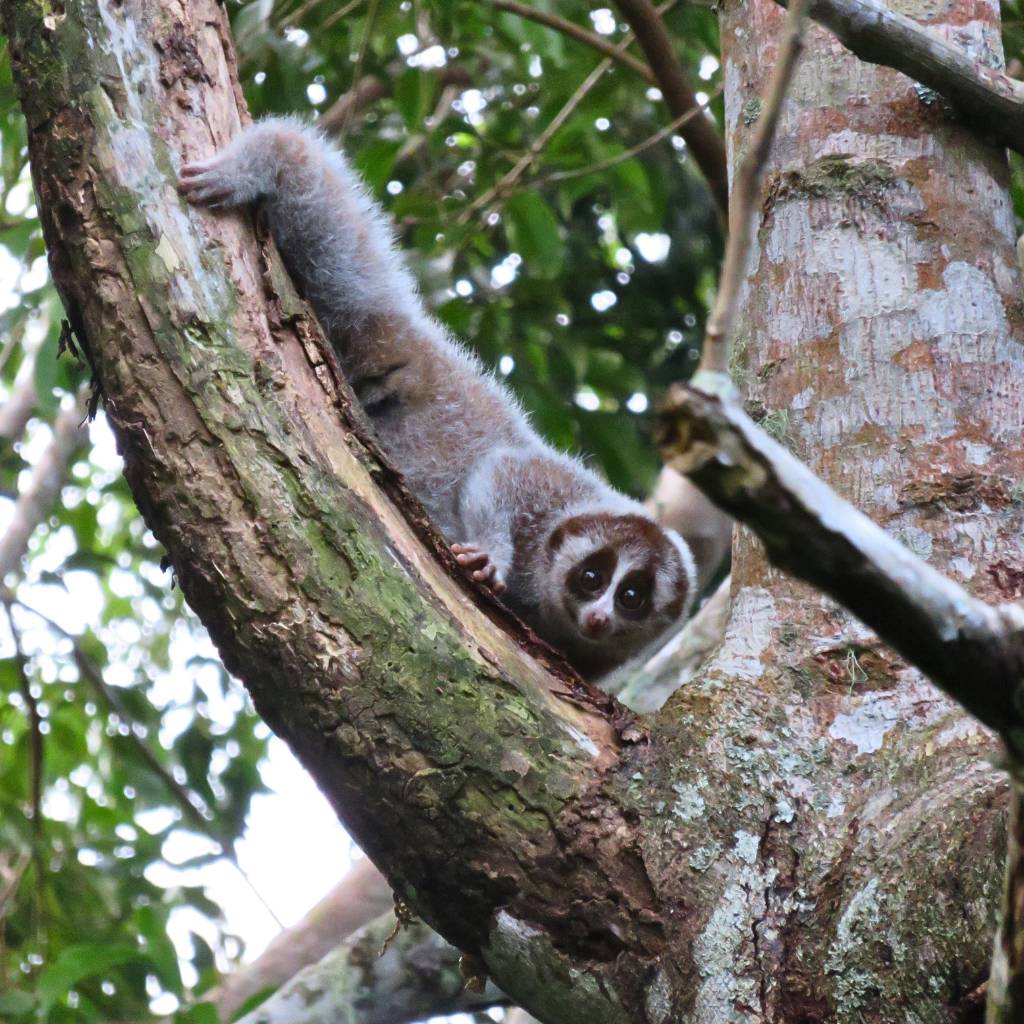 The Slow Loris is a nocturnal primate with large eyes, adapted for night vision