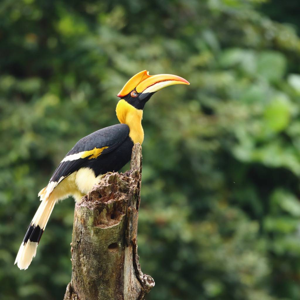 The Great Hornbill in Langkawi is an awe-inspiring sight