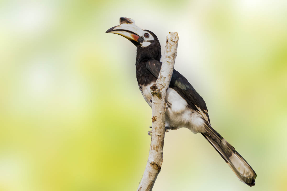 The Oriental Pied Hornbill is a striking bird commonly found in Langkawi