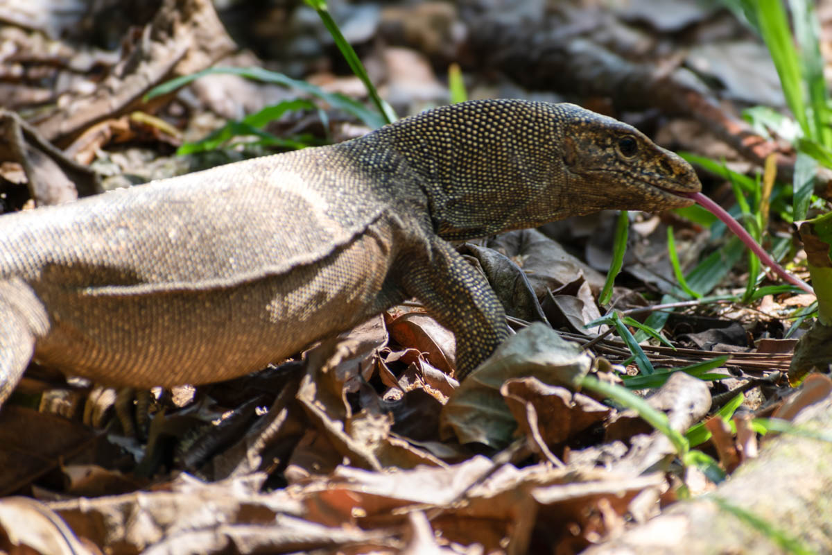 The Clouded Monitor Lizard is a formidable reptile found in the forests of Langkawi