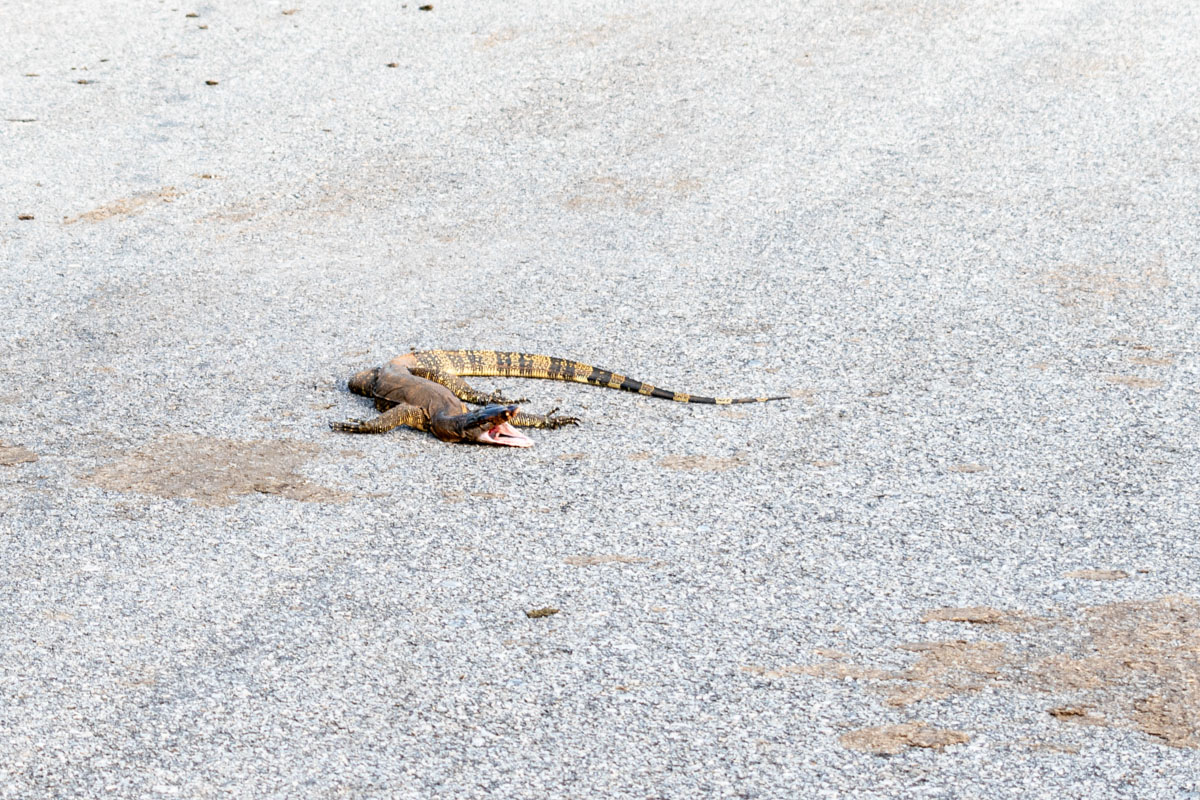 A monitor lizard was run over by a scooter on the roads of Tuba island