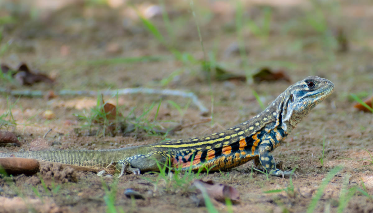 The Common Butterfly Lizard, native to Langkawi, is known for its striking appearance