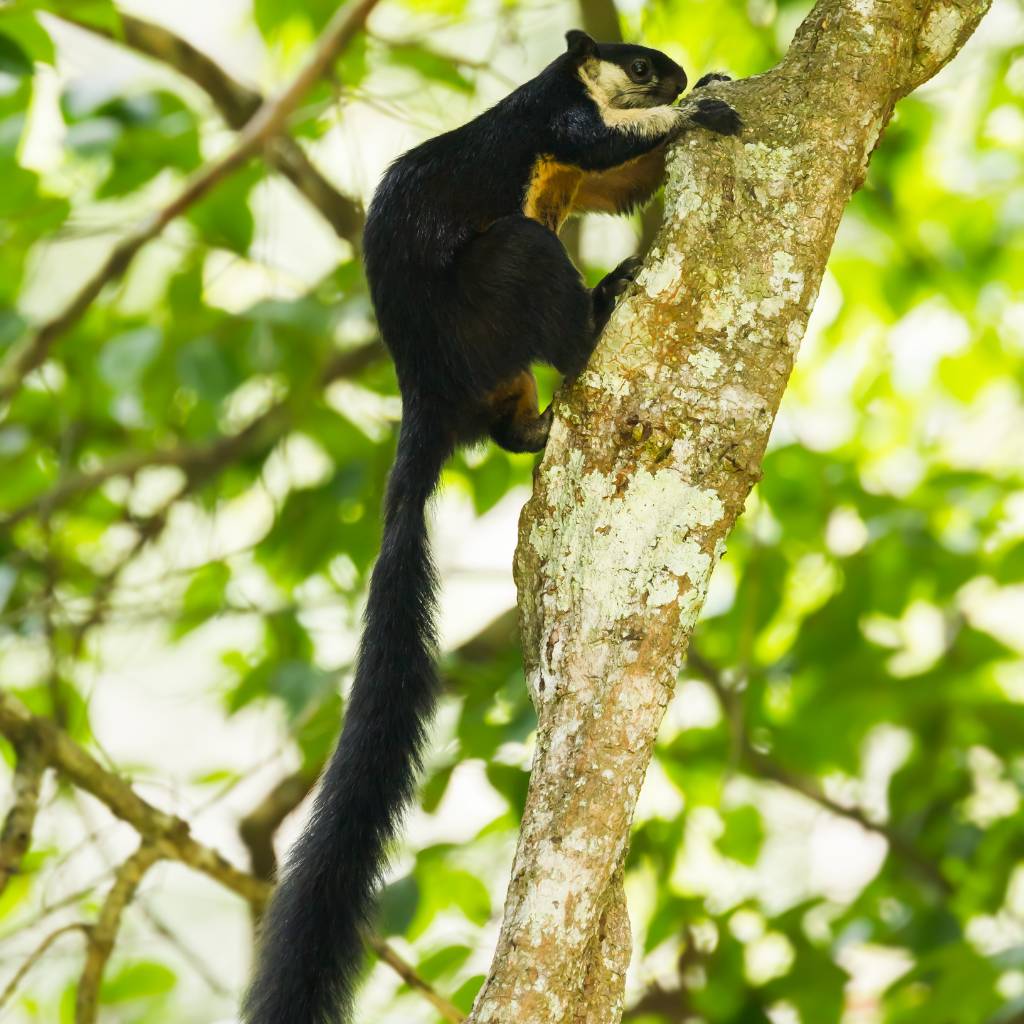 The Black Giant Squirrel, a striking species in Langkawi, stands out with its glossy black fur and contrasting white underparts