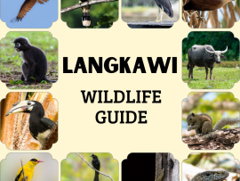 Title-Langkawi-Wildlife