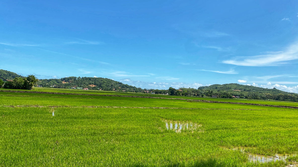 The lush paddy fields along Langkawi's roads showcase the island's vibrant green hues