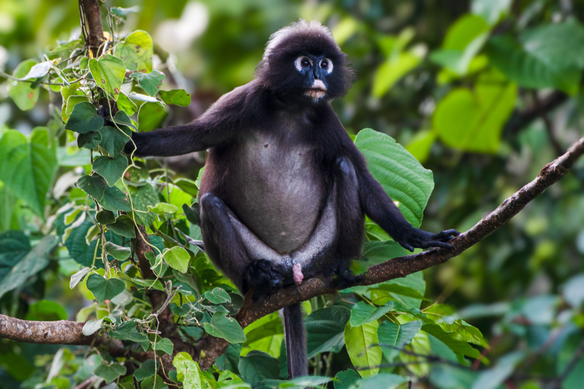 Dusky Leaf Langur is one of many wildlife species that you might encounter while driving to Gunung Raya