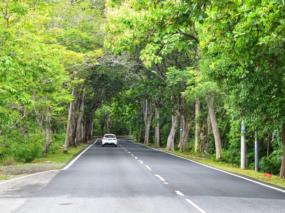 Driving down a road shaded by dense canopies is a unique and enchanting experience in Langkawi