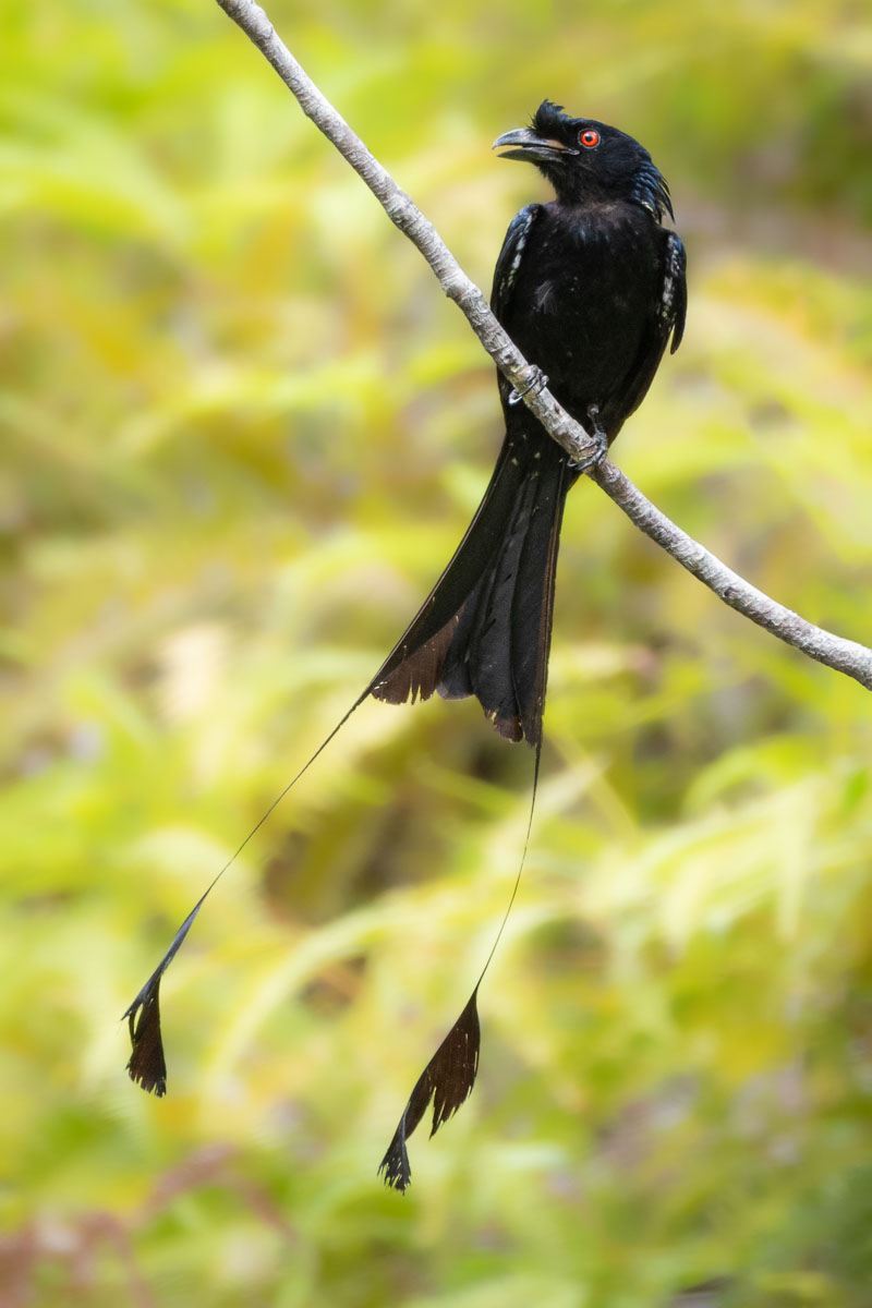 As you drive through Langkawi, you'll often see Greater Racket-tailed Drongos